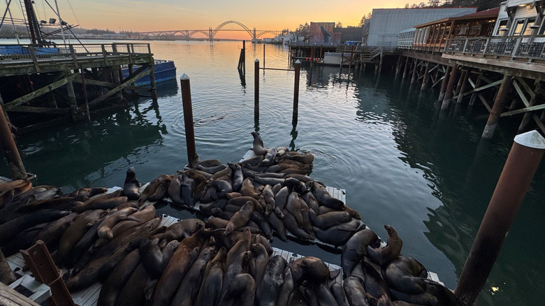Sea Lions au port de Newport, Oregon