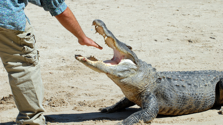 Un homme place sa bouche à l'intérieur des mâchoires d'un alligator de Floride