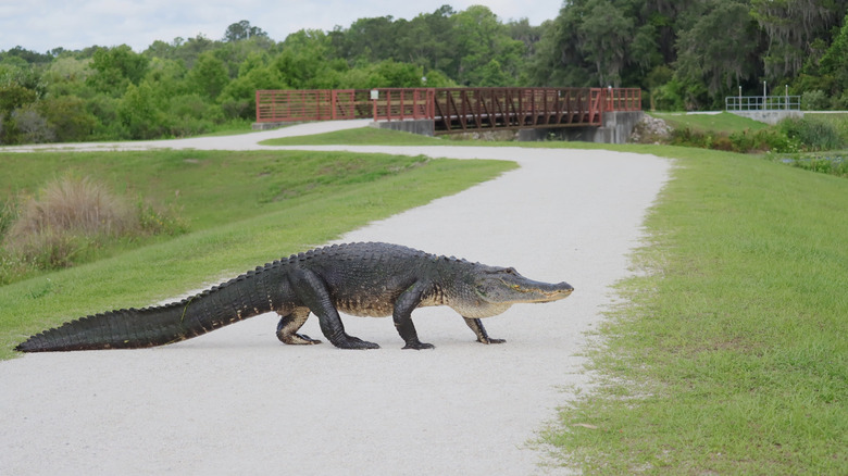 Un alligator de la Floride traverse une route de sable
