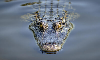 Les dangers inquiétants de la pagayage des voies navigables infestées d'alligators de la Floride