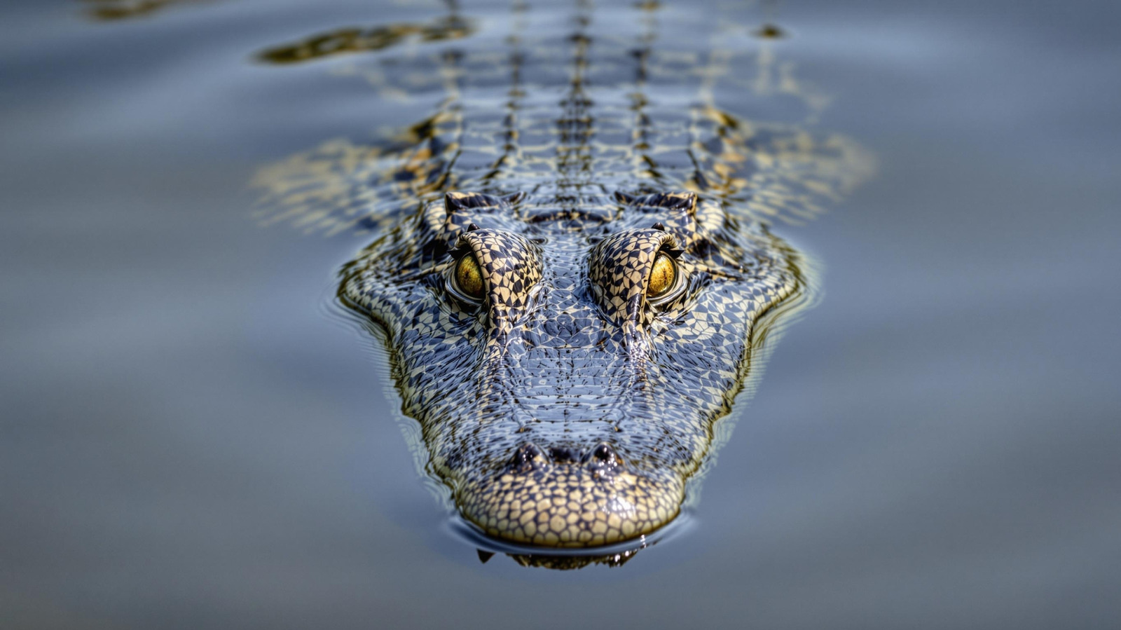 Les dangers inquiétants de la pagayage des voies navigables infestées d'alligators de la Floride
