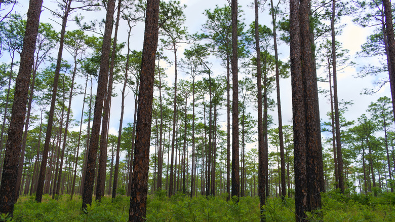 Une rangée de pins de sable dans la forêt nationale d'Ocala, en Floride,