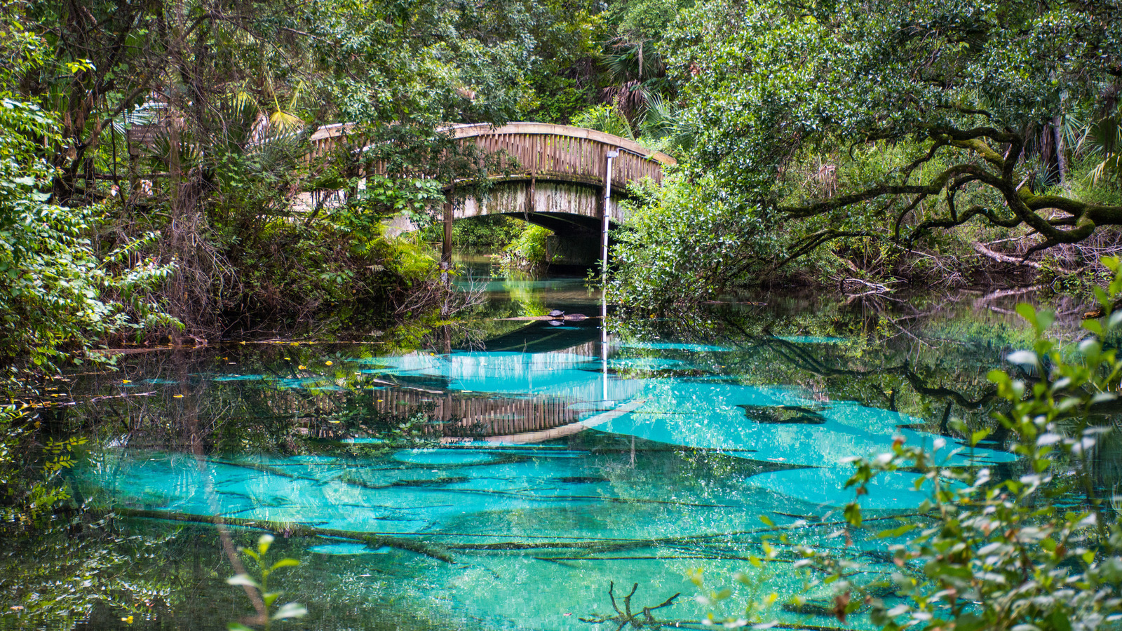 La forêt nationale luxuriante de la Floride est aimée pour sa faune, ses lacs turquoise et son plaisir en plein air