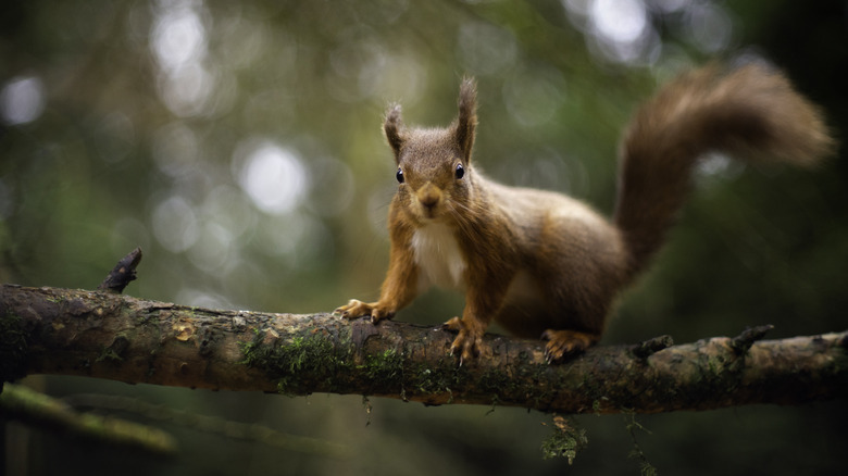 Écureuil rouge eurasien sur une branche d'arbre