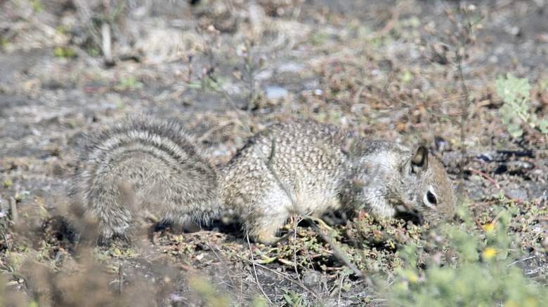 Un écureuil terrestre de Californie est vu sur Rocky Ground