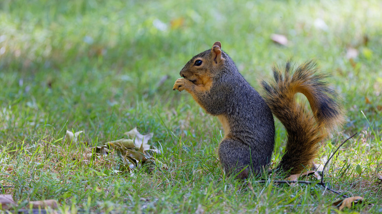 Un écureuil à renard se trouve dans l'herbe