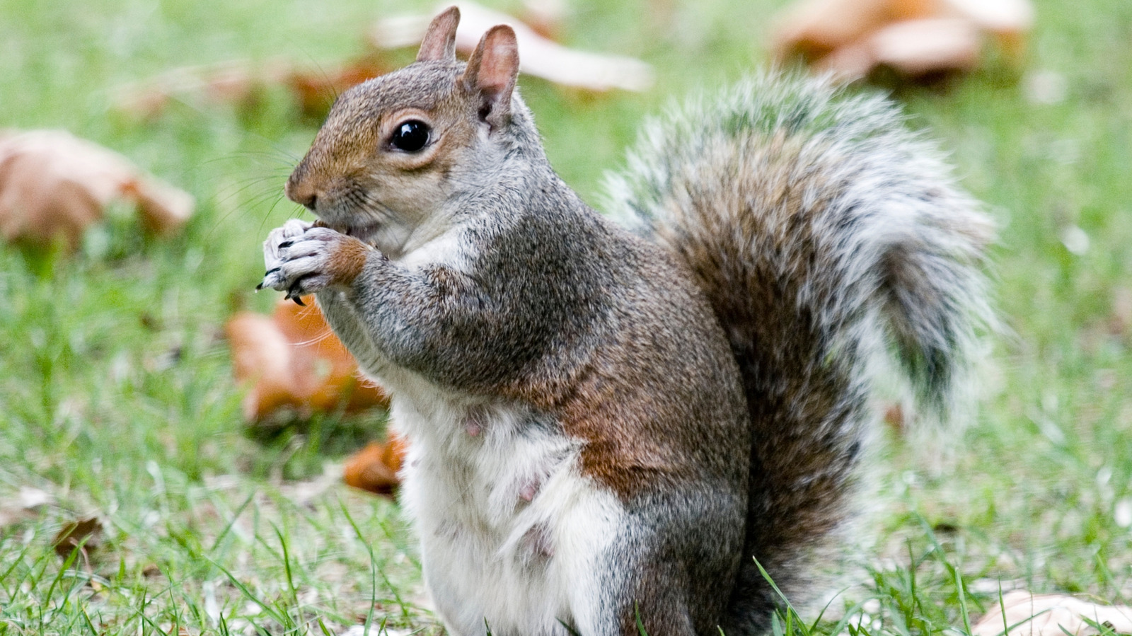 Si un écureuil vous contracte la queue, voici ce que cela pourrait signifier