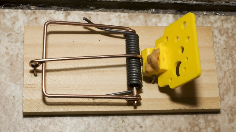 Piège de souris à piège avec du beurre d'arachide