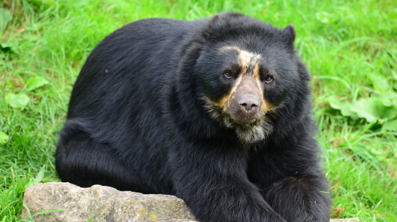 ours spectaclé reposant sur un rocher