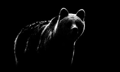 La plus grande espèce d'ours est aujourd'hui rien comparé à ce cauchemar préhistorique