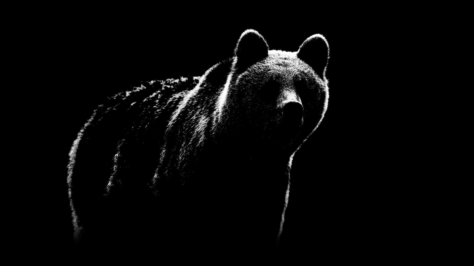 La plus grande espèce d'ours est aujourd'hui rien comparé à ce cauchemar préhistorique