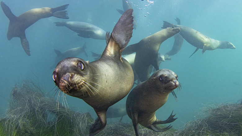 Les lions de la mer de Californie se gambadent dans l'océan autour de l'île d'Anacapa dans les îles Anglo-Normandes