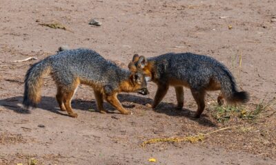 Les voyageurs vers l'île de Channel la plus éloignée de la Californie verront un spectacle de faune à couper le souffle