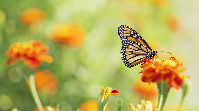 Un papillon monarque se trouve sur une fleur d'orange