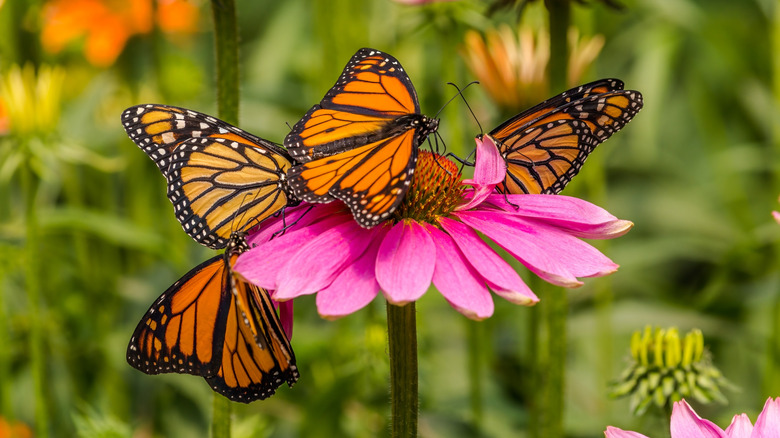Quatre papillons Monarch sont assis sur un conufleur violet