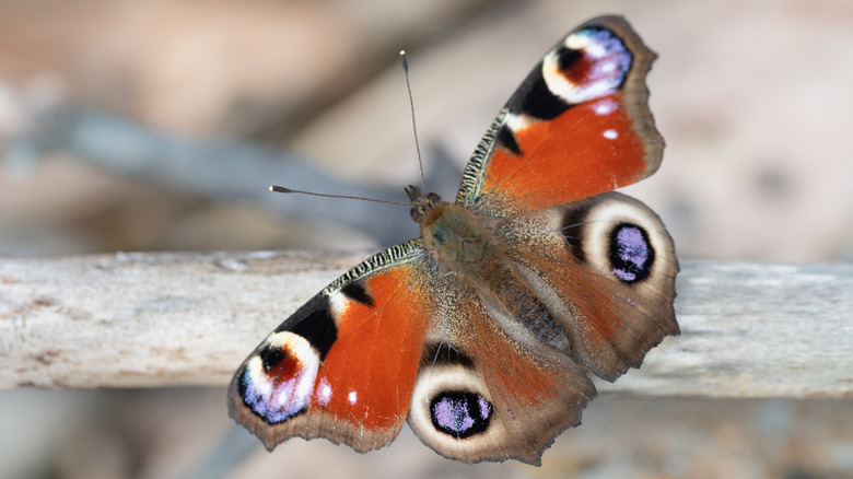 Un papillon de paon se trouve sur une branche sèche