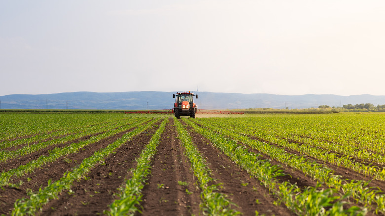 Tracteur pulvérisant des pesticides sur le terrain de maïs avec pulvérisateur au printemps