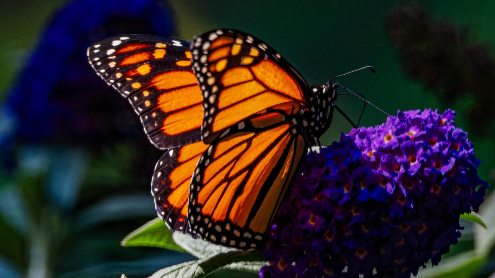 Pourquoi vous ne voyez pas autant de papillons maintenant que vous l'avez fait quand vous étiez enfant