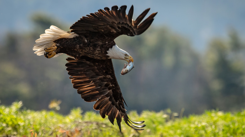 Un pygargue à tête blanche vole au-dessus d'un lac avec une partie d'un poisson dans sa bouche