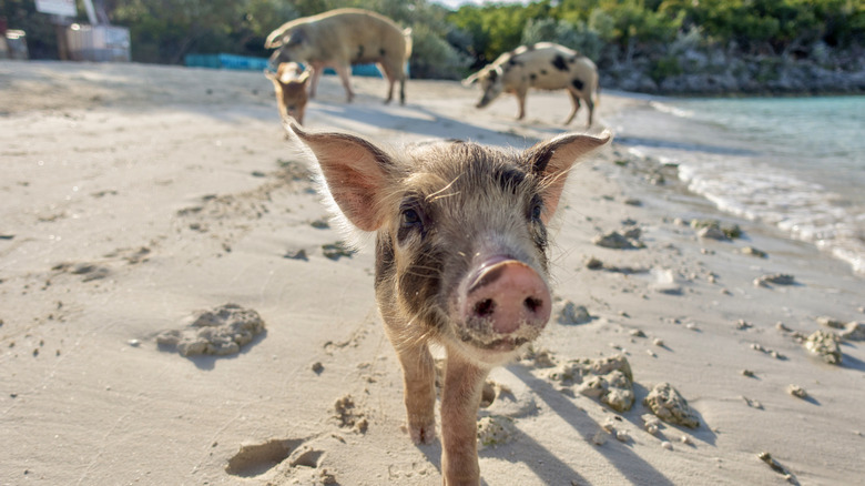 Cochons sur la plage aux Bahamas