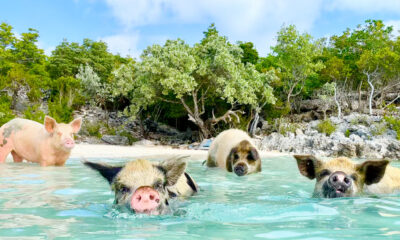 Les raisons troublantes pour lesquelles la natation avec des porcs aux Bahamas peut être dangereuse