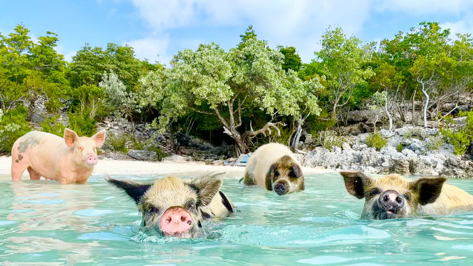 Les raisons troublantes pour lesquelles la natation avec des porcs aux Bahamas peut être dangereuse