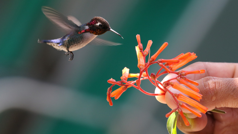 Bénévoleur d'abeille mâle alimenté par la main humaine