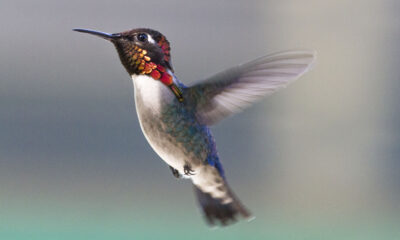 C'est le plus petit colibri du monde