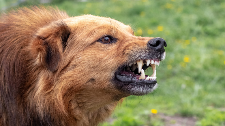 Un chien supporte ses dents