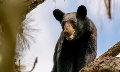 Tout ce que vous devez savoir pour éviter une rencontre meurtrière avec les ours dangereux de la Floride