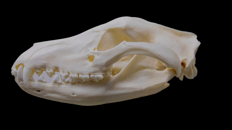 Réplique du crâne thylacine