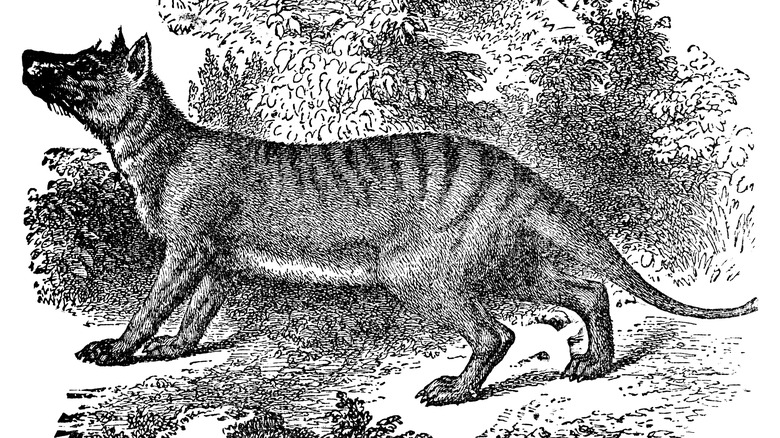 Illustration vintage de Tasmanian Tiger