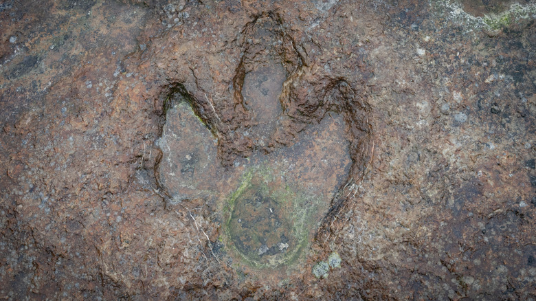Exemple de fossile à imprimé à griffe imprimé en roche