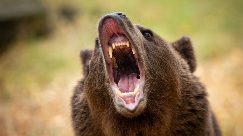 Ours de colère terrifiant