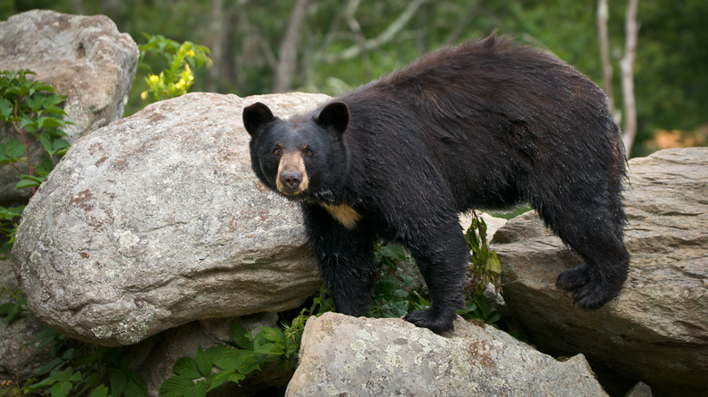 le randonneur voit l'ours