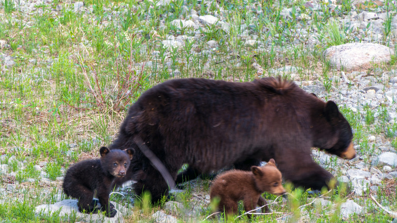 ours noir avec des oursons