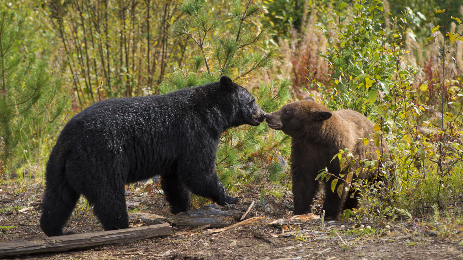 Brown Vs. Black Bears, et pourquoi connaître la différence pourrait vous sauver la vie