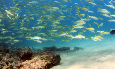 La spectaculaire destination de plongée en apnée à Hawaï à Maui possède des grottes sous-marines majestueuses