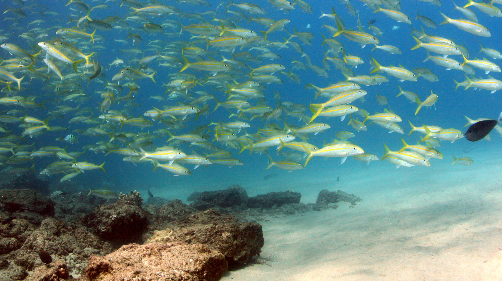 La spectaculaire destination de plongée en apnée à Hawaï à Maui possède des grottes sous-marines majestueuses