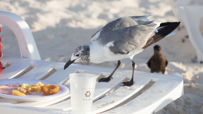 Seagull volant des collations