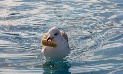 La science dit qu'il y a une raison inattendue pour laquelle les mouettes volent notre nourriture sur la plage