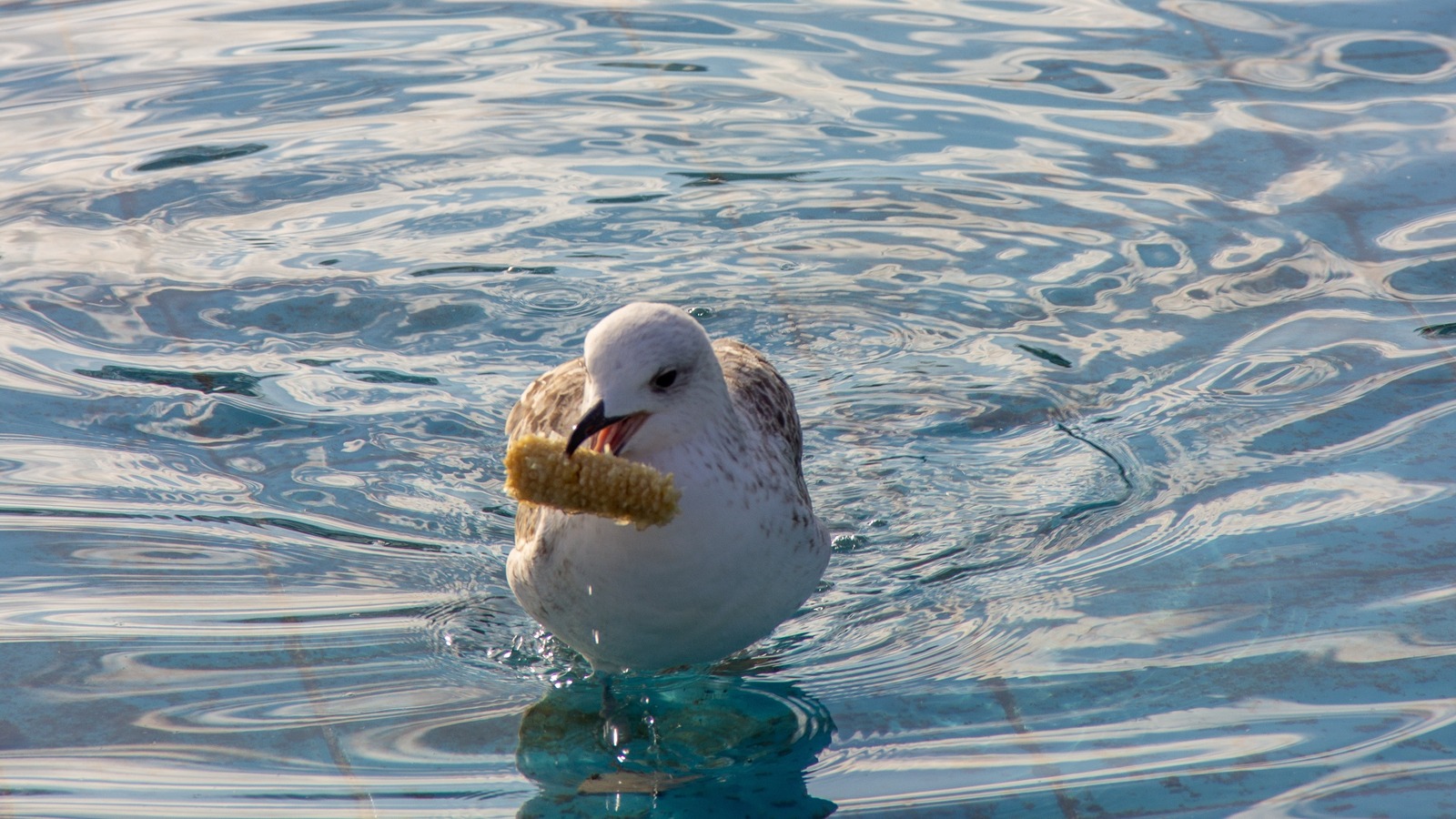 La science dit qu'il y a une raison inattendue pour laquelle les mouettes volent notre nourriture sur la plage