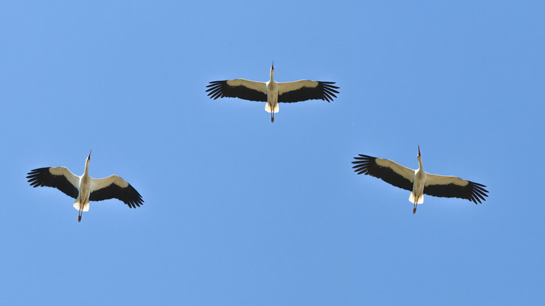 Trois grues volant dans une formation V illustrée par le bas