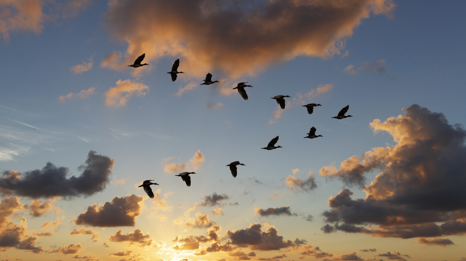 La raison pour laquelle les oiseaux volent en forme avé