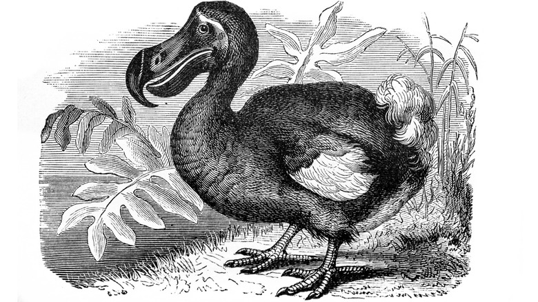 Illustration en noir et blanc d'un oiseau dodo