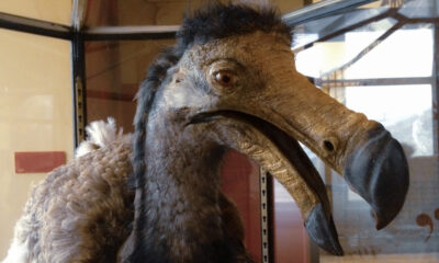 Et si l'oiseau Dodo ne s'est jamais éteint?