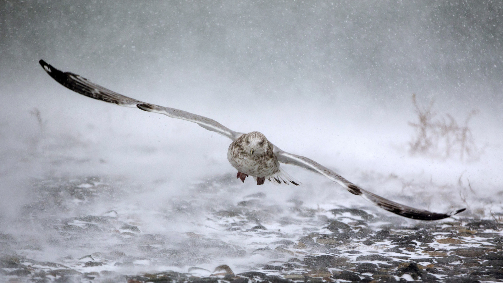 Le plus grand oiseau volant aujourd'hui n'est rien comparé à cette terreur préhistorique