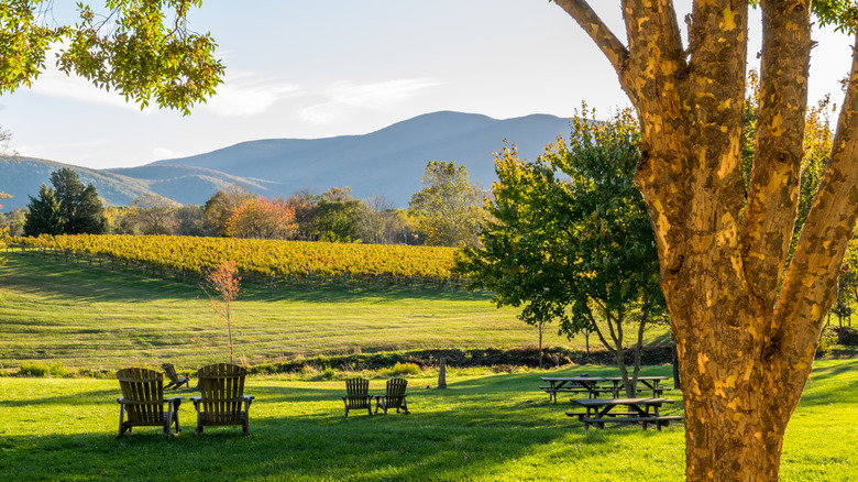 Un vignoble dans la vallée de Shenandoah, en Virginie.