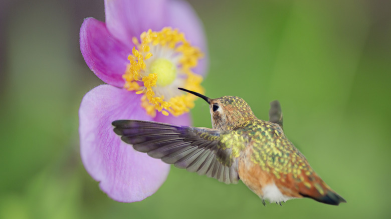Le colibri de Allen nectar buvant d'une fleur