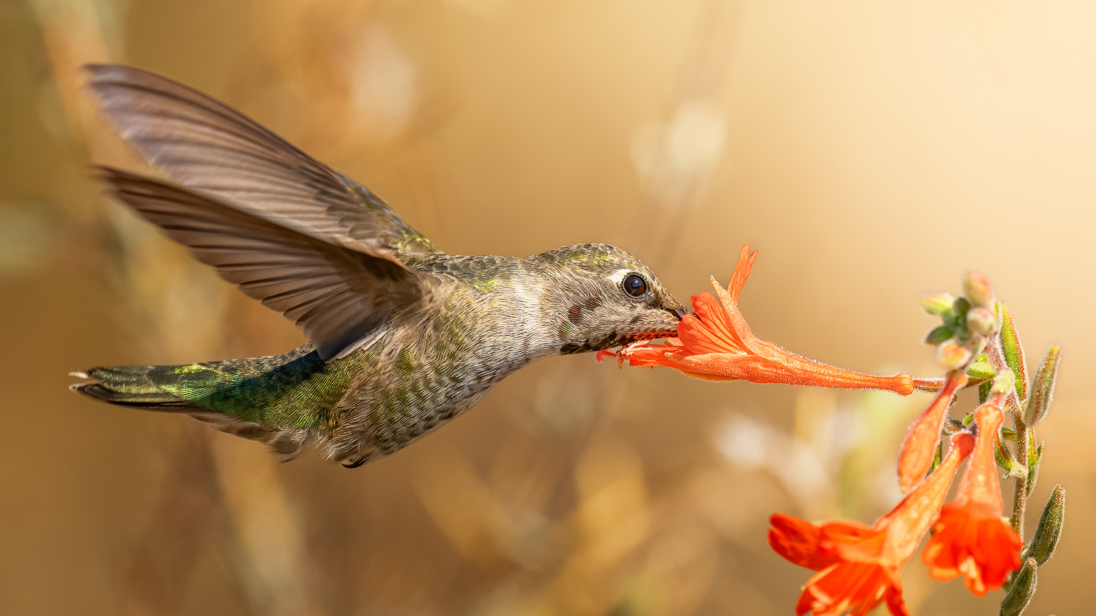 Les colibris sont les seules espèces d'oiseaux qui peuvent faire cette astuce